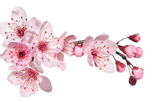 Fondants parfum Fleur de cerisier