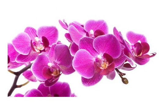 Fondants parfum Orchidée